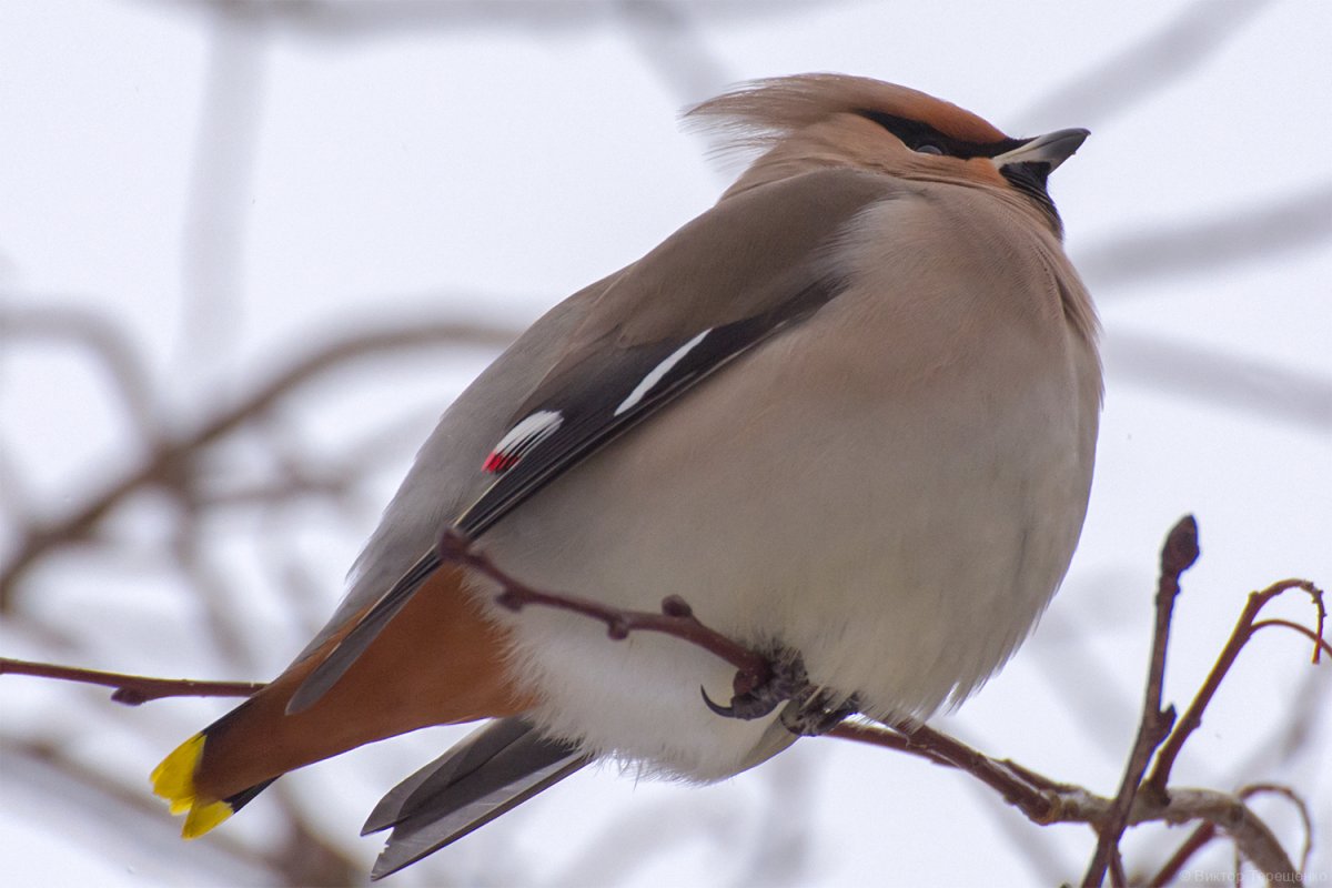 Хохлатая свиристель