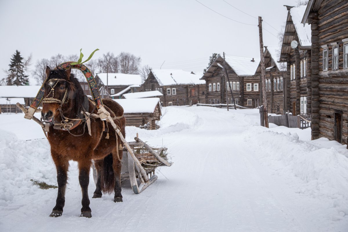 Лошади Мезенского района