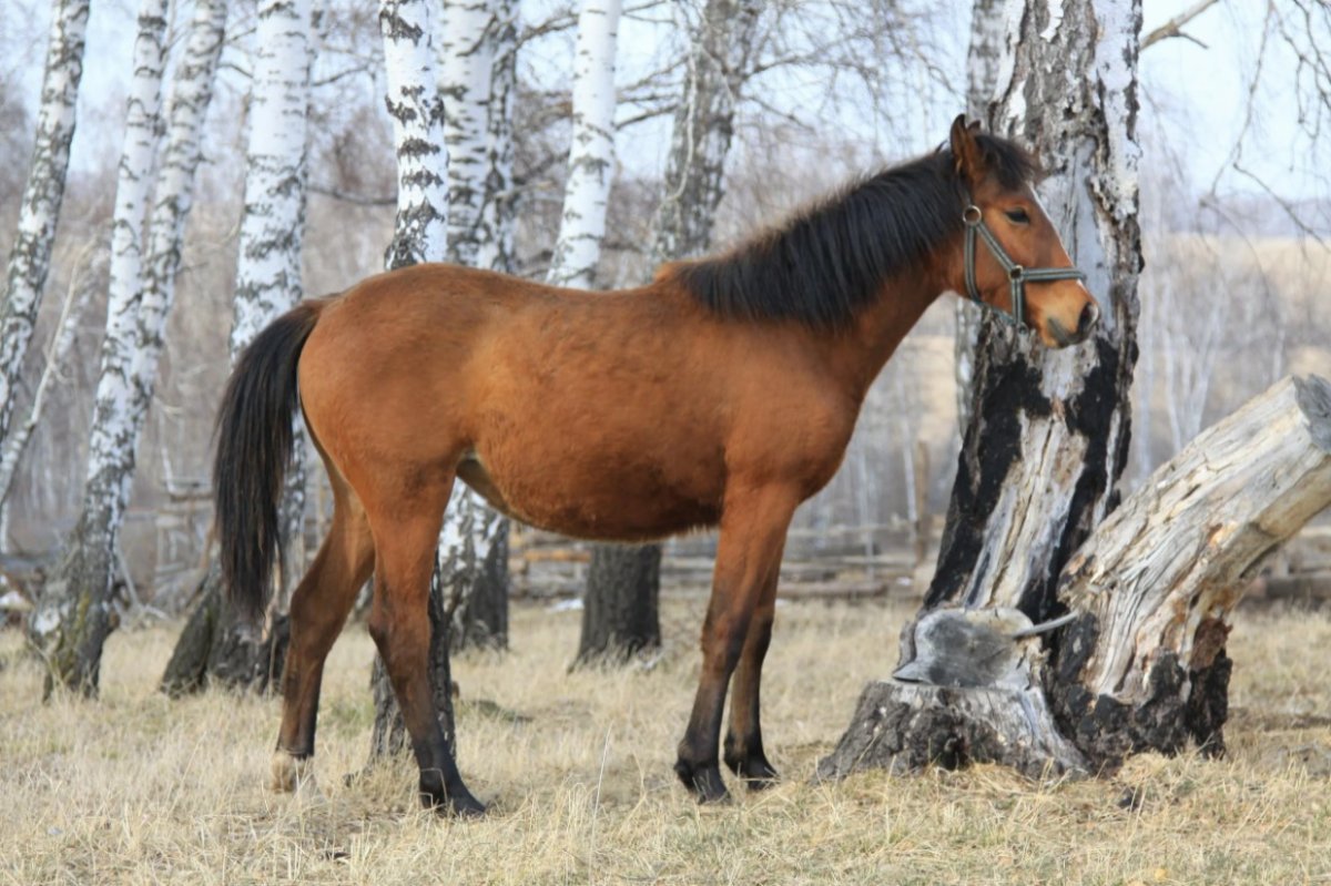 Вятка порода лошадей