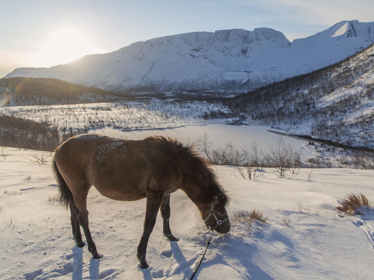 Мезенка лошадь