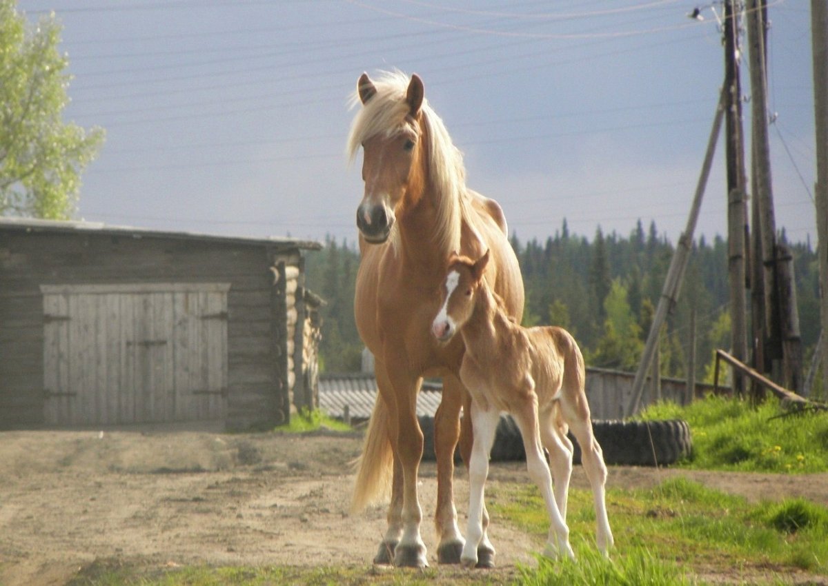 Мезенская порода лошадей