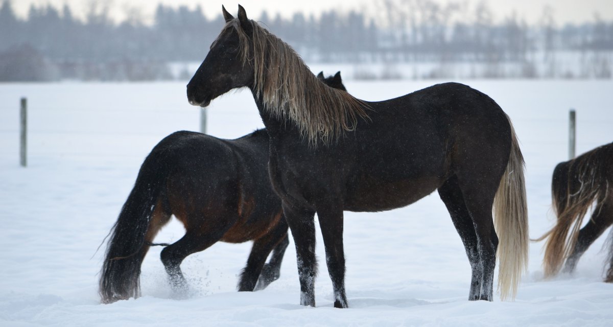 Мезенская порода лошадей