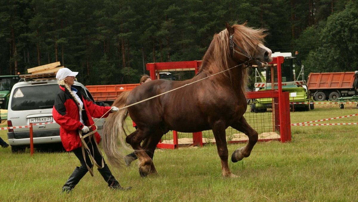 Печорская лошадь
