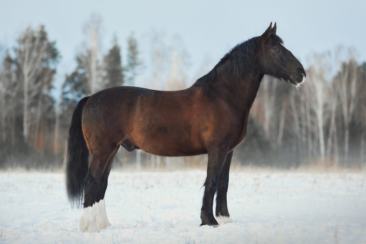 Конный двор Магнат Сарапулка