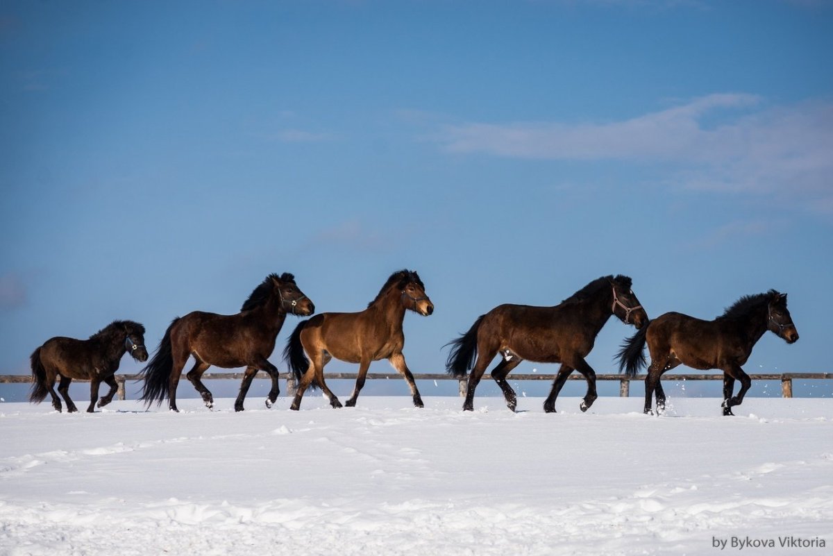 Порода лошадей Мезенка