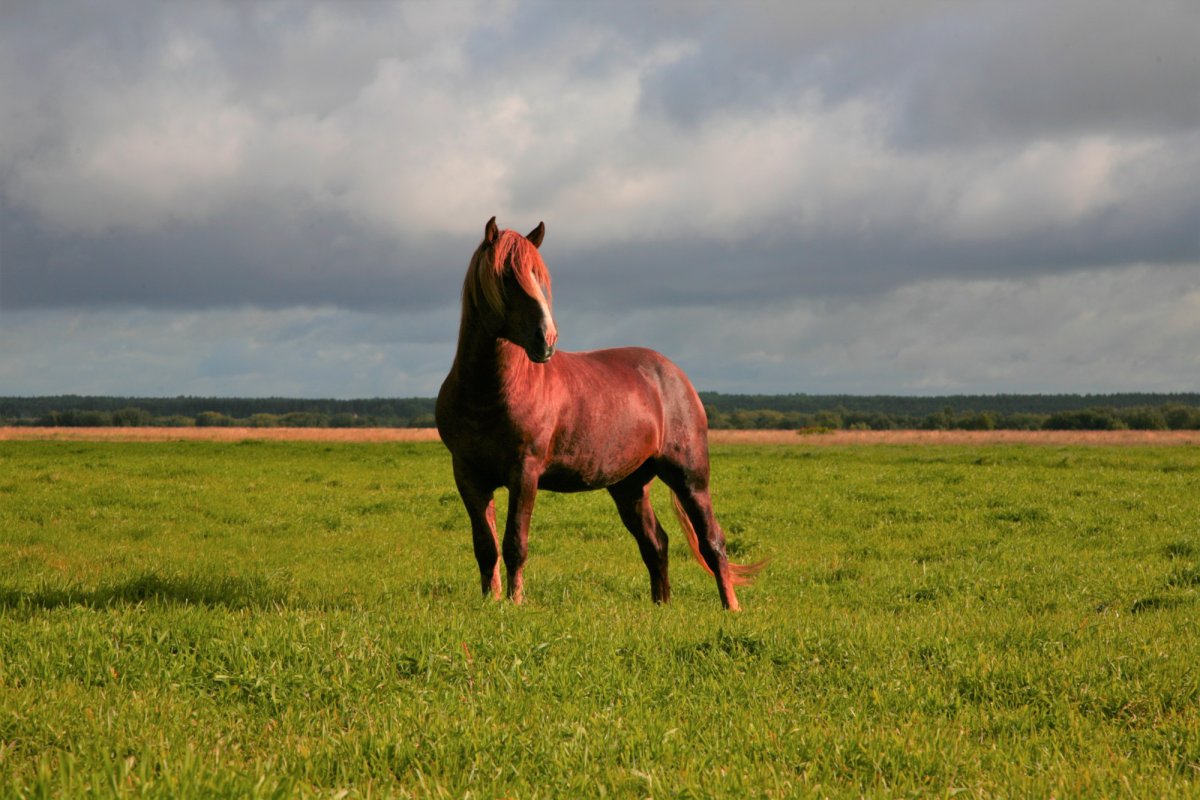 Мезенская порода лошадей