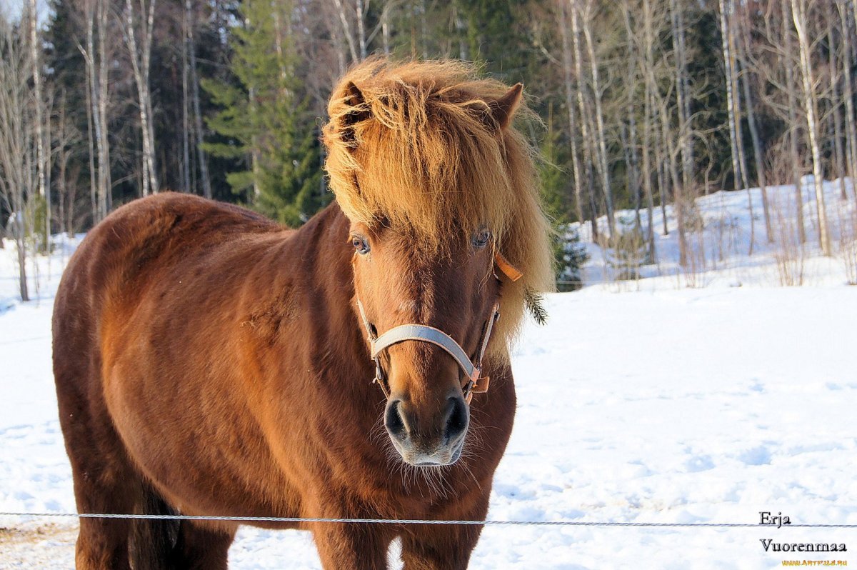 Приобская порода лошадей