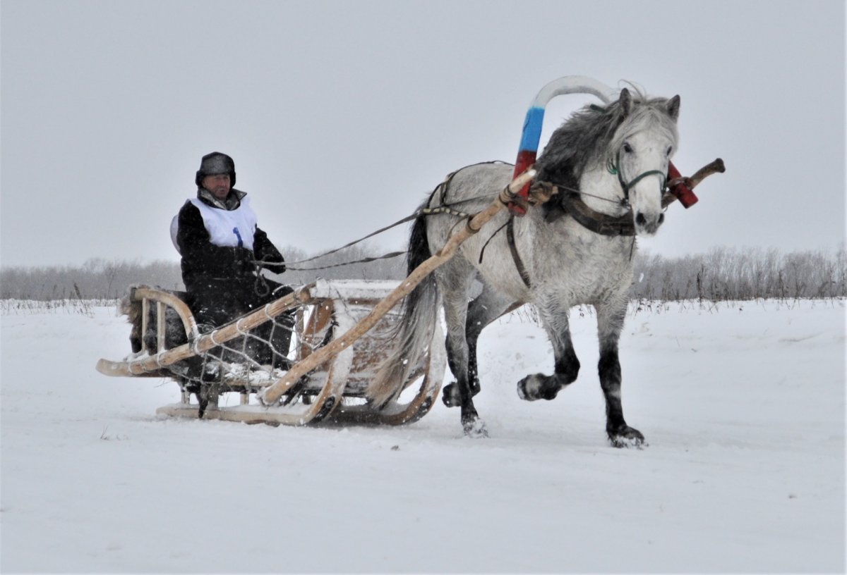 Соревнования Иноходцев