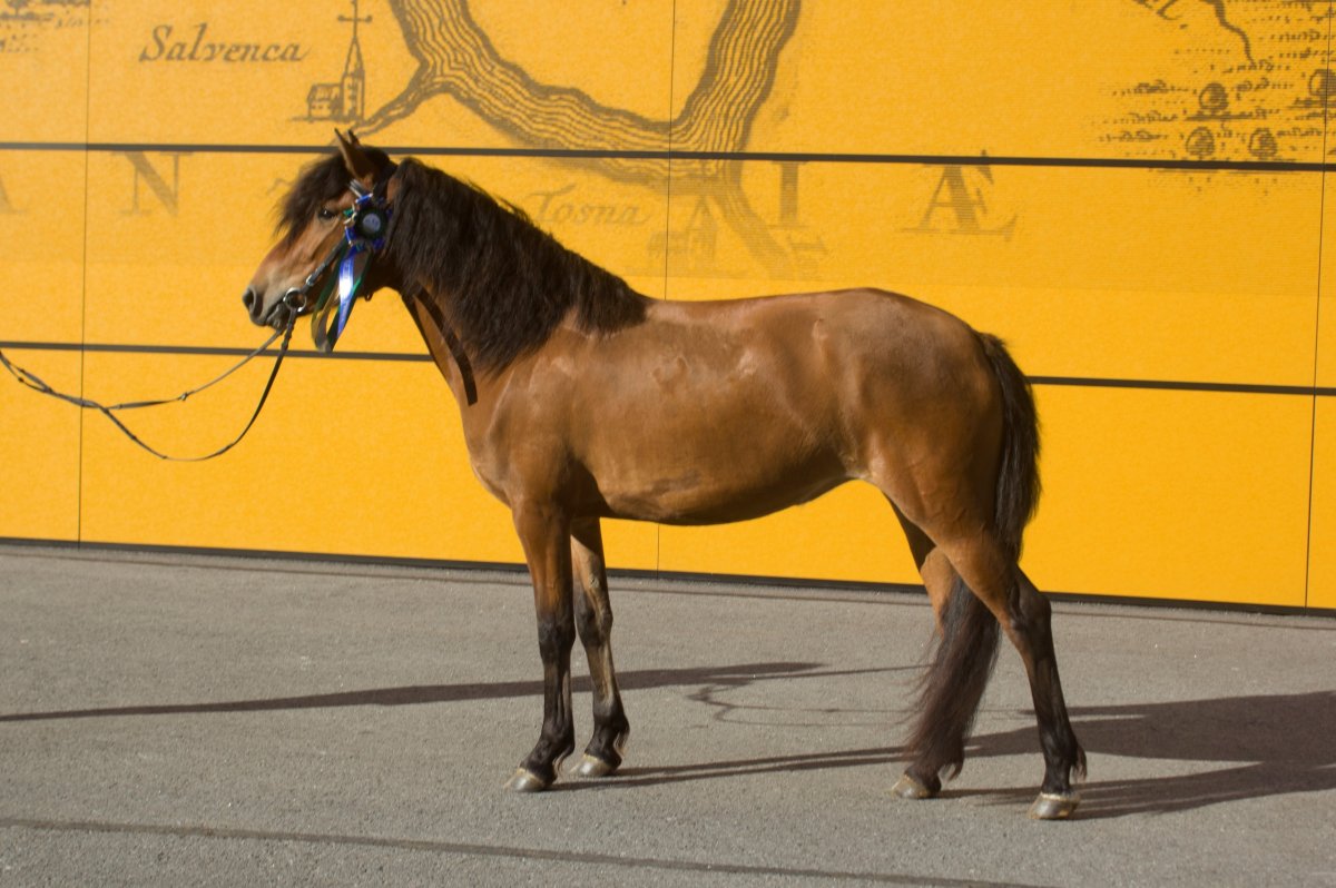 Мезенская порода лошадей