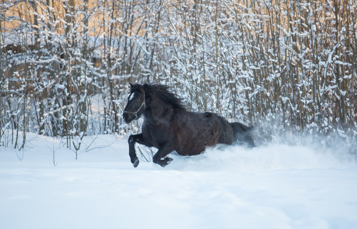 Мезенские лошади (Мезенки)
