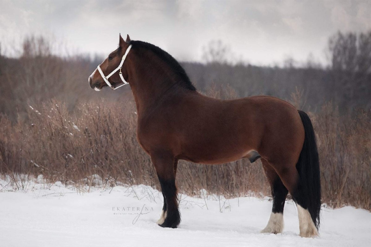 Лошади породы Владимирский тяжеловоз