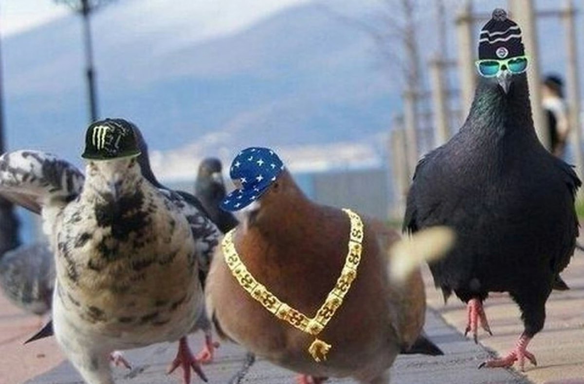 Самый смешной голубь