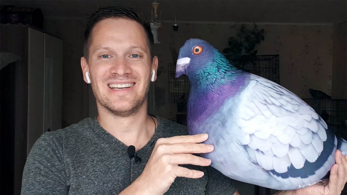 Гигантский голубь