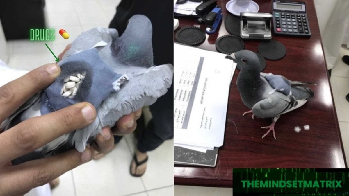 Голубь с бомбой