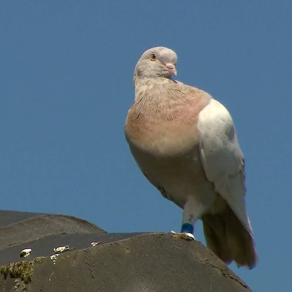 Голуби в Америке