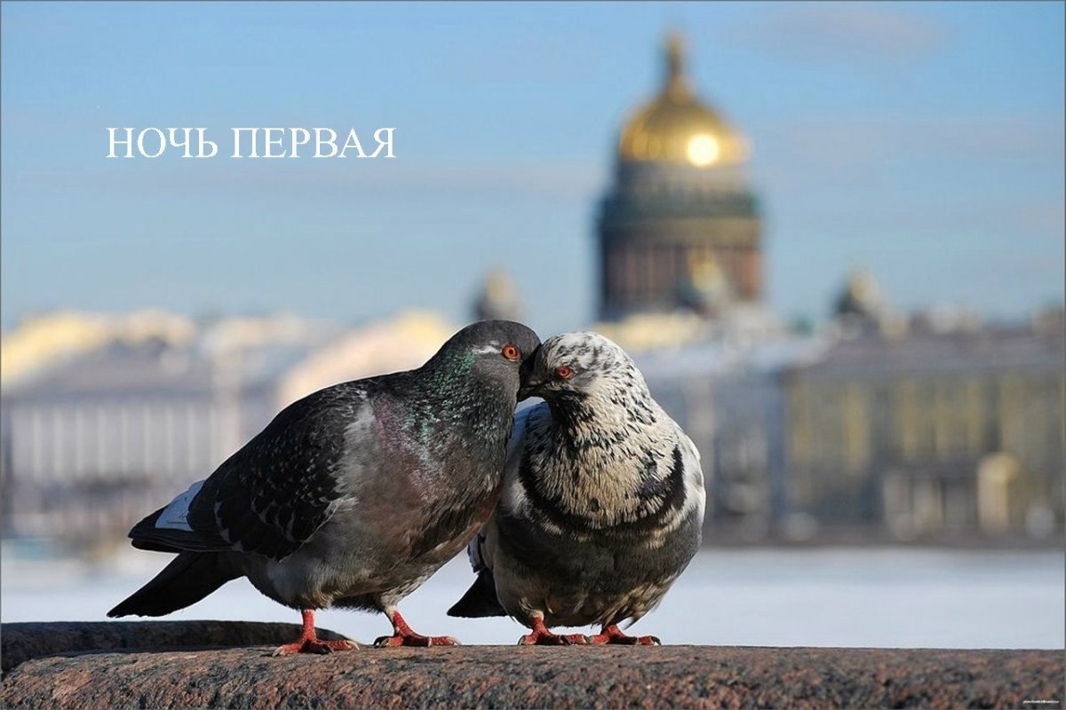 Питерский голубь