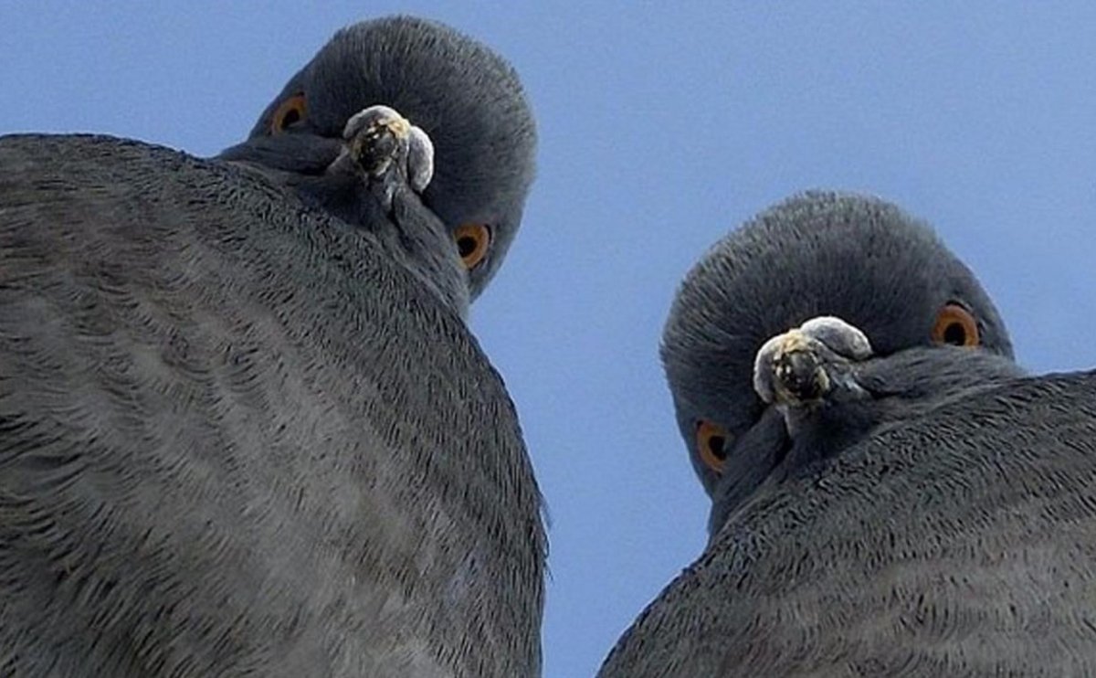 Наглый голубь