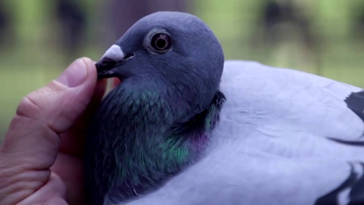 Самые дорогие голуби мира