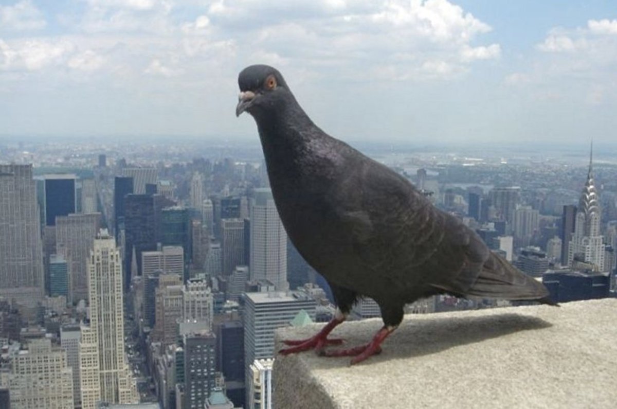 Самый большой голубь