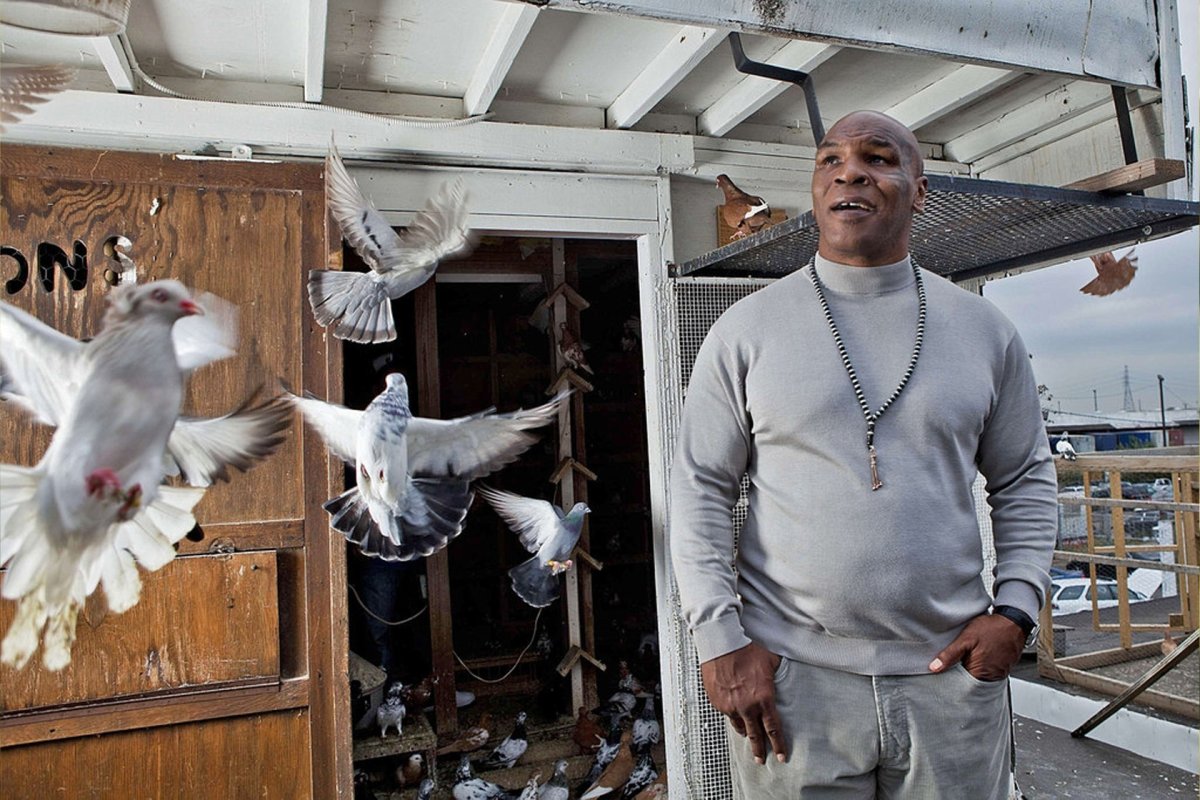 Майк Тайсон голубятня