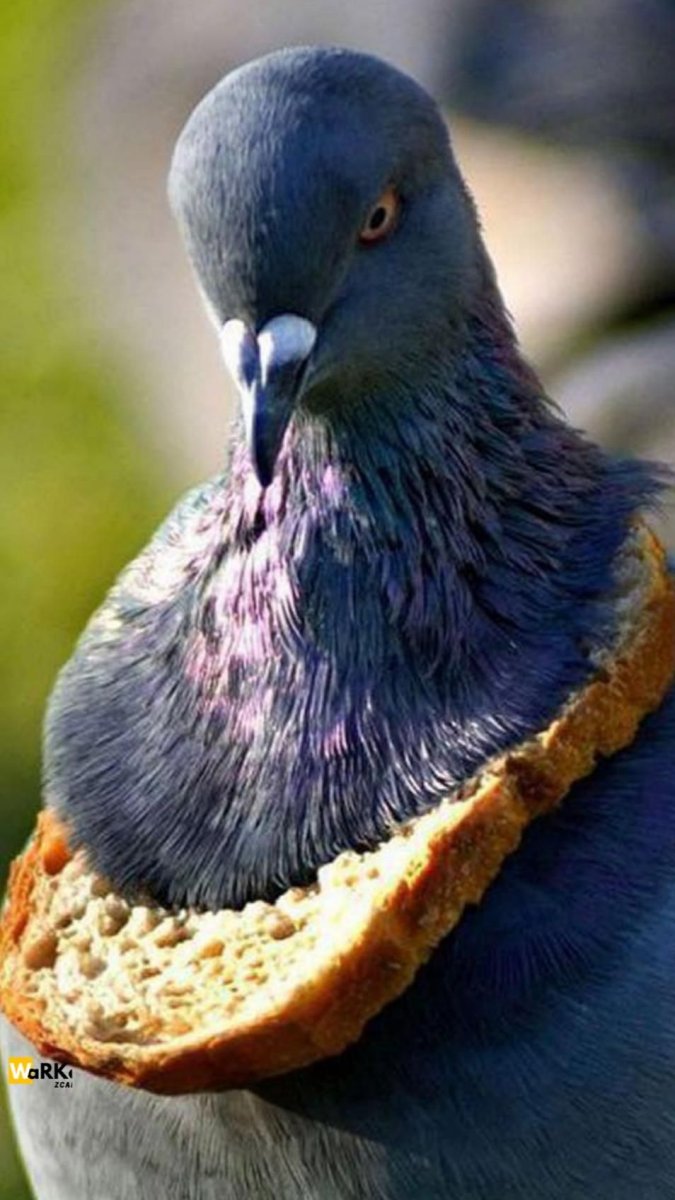 Мадейрский голубь