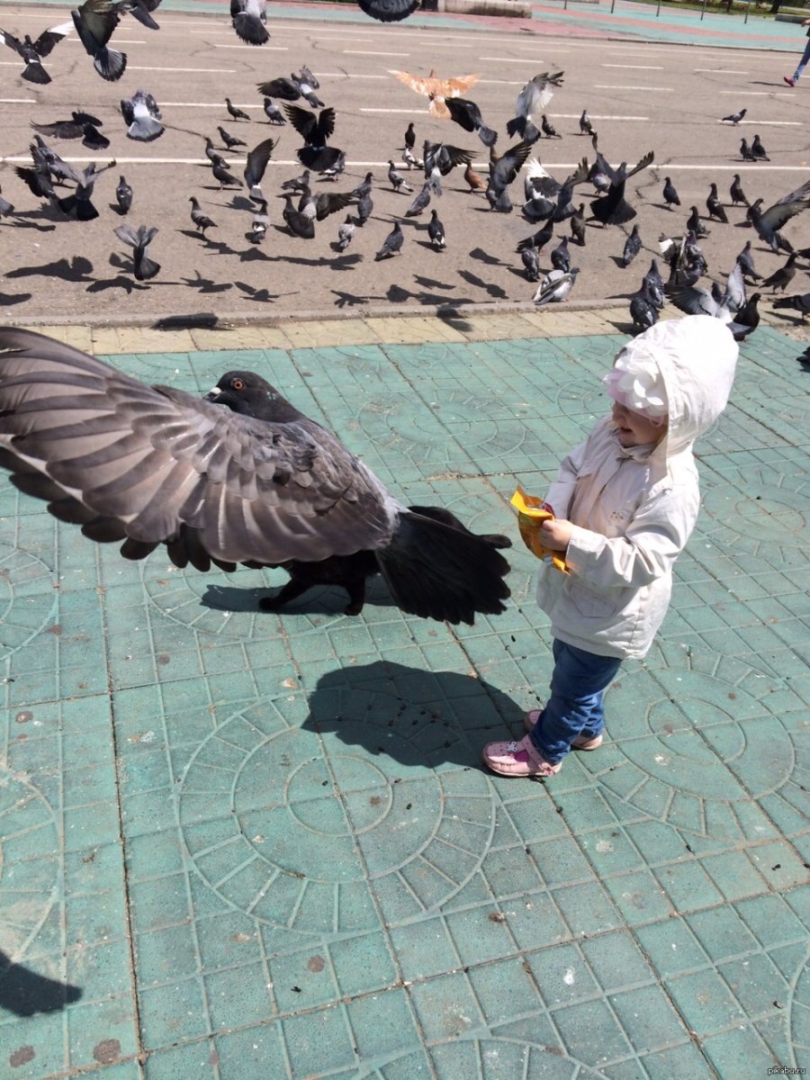 Самые большие голуби