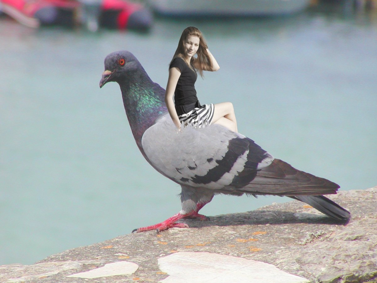 Человек голубь