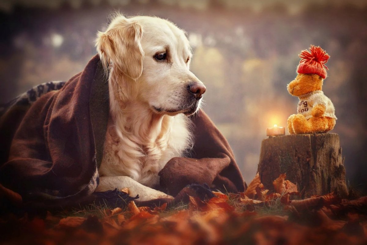 Габи Стиклер