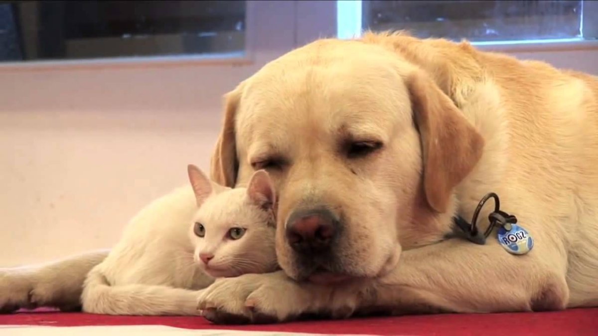 Лабрадор вислоухий