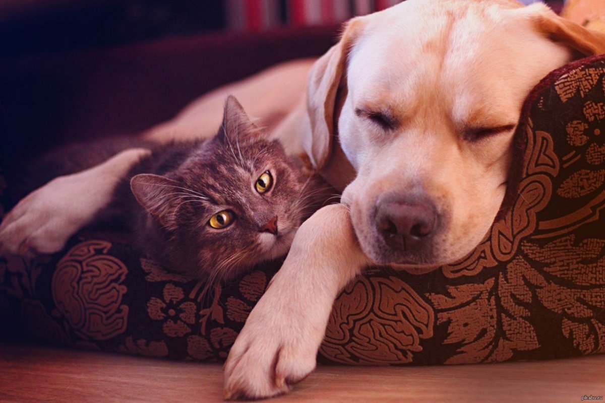 Кошка и собака Эстетика