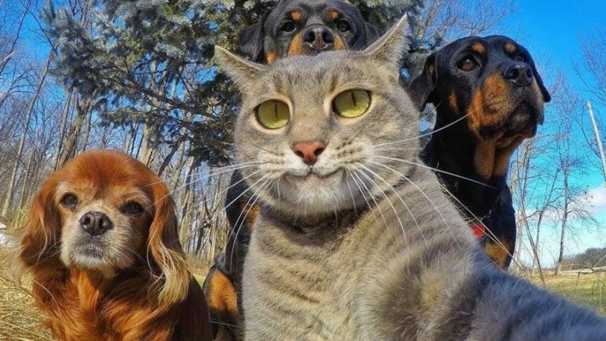 Смешные животные