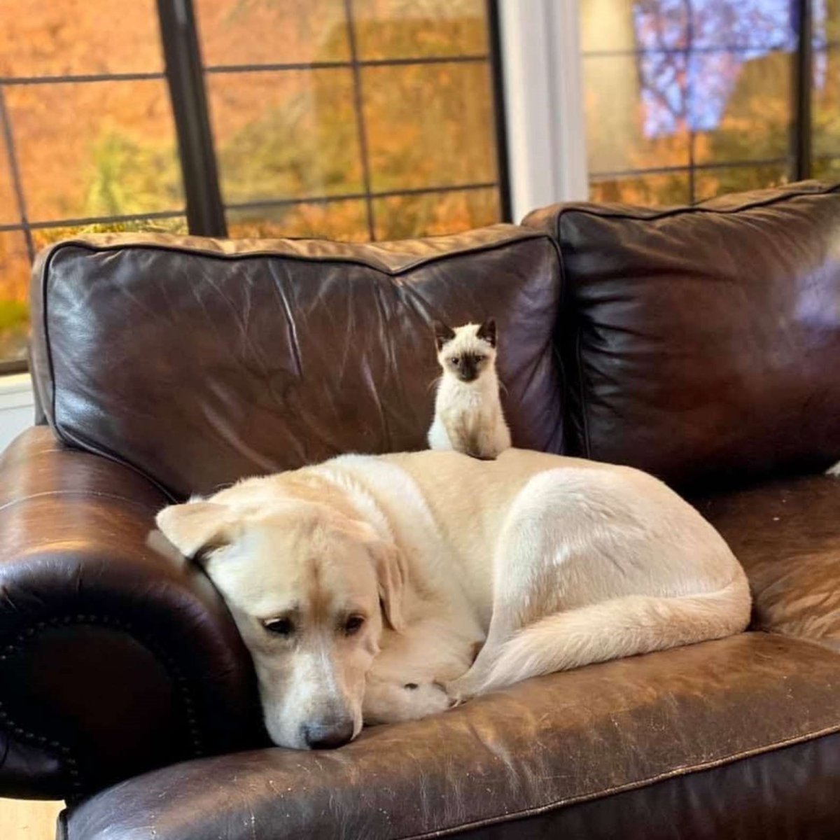 Лабрадор и котенок