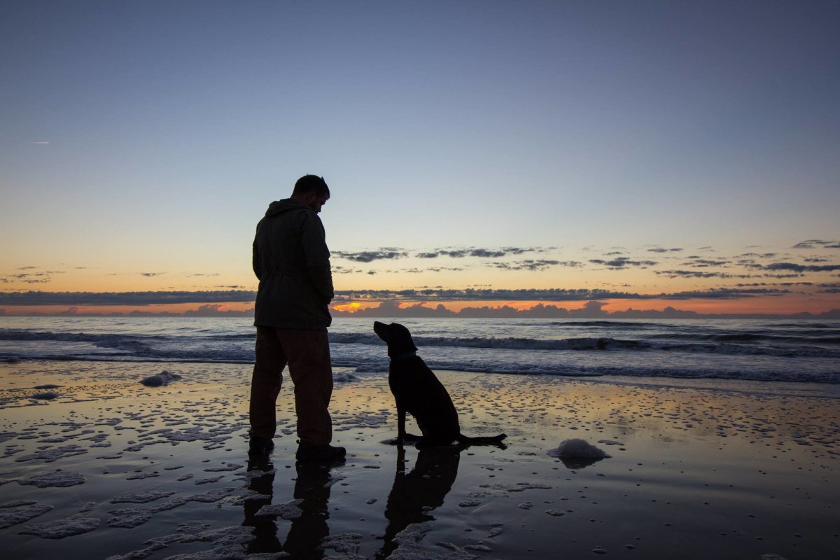 Путешествия с лабрадором