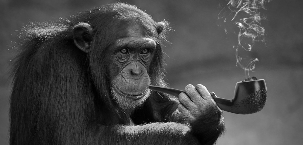 Обезьяна в профиль