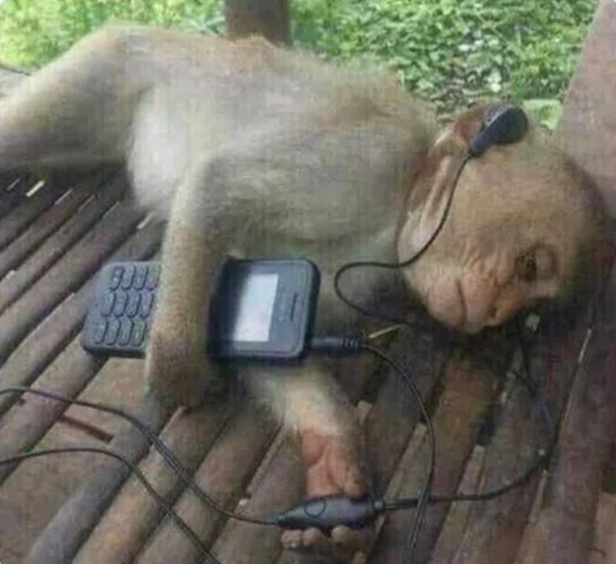 Обезьяна в наушниках с телефоном