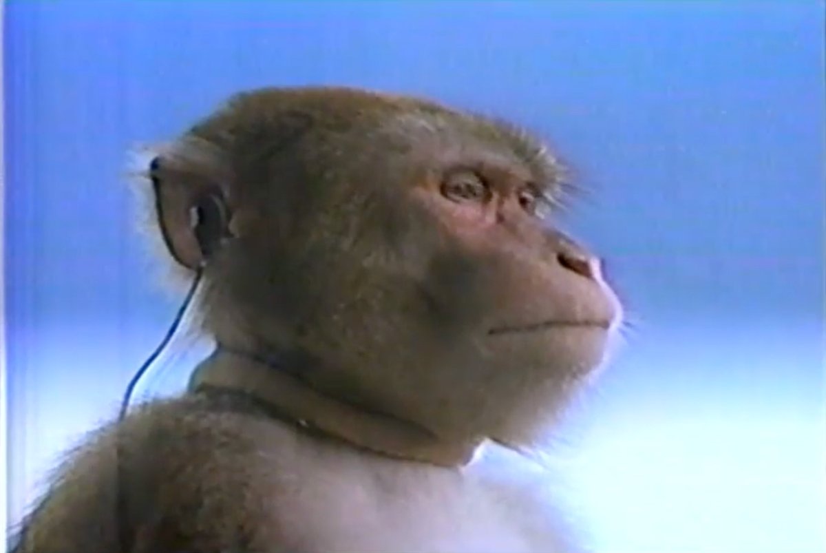 Обезьяна слушает