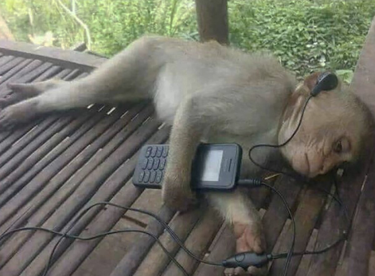 Обезьяна в наушниках