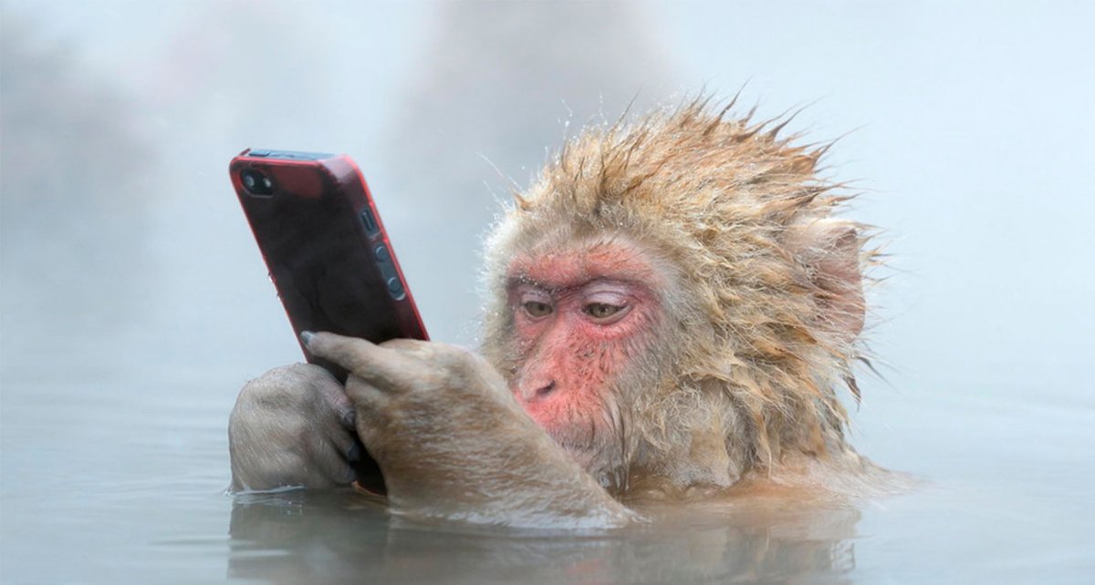 Обезьяна с телефоном