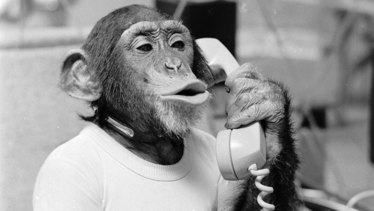 Обезьяна с телефоном в руке