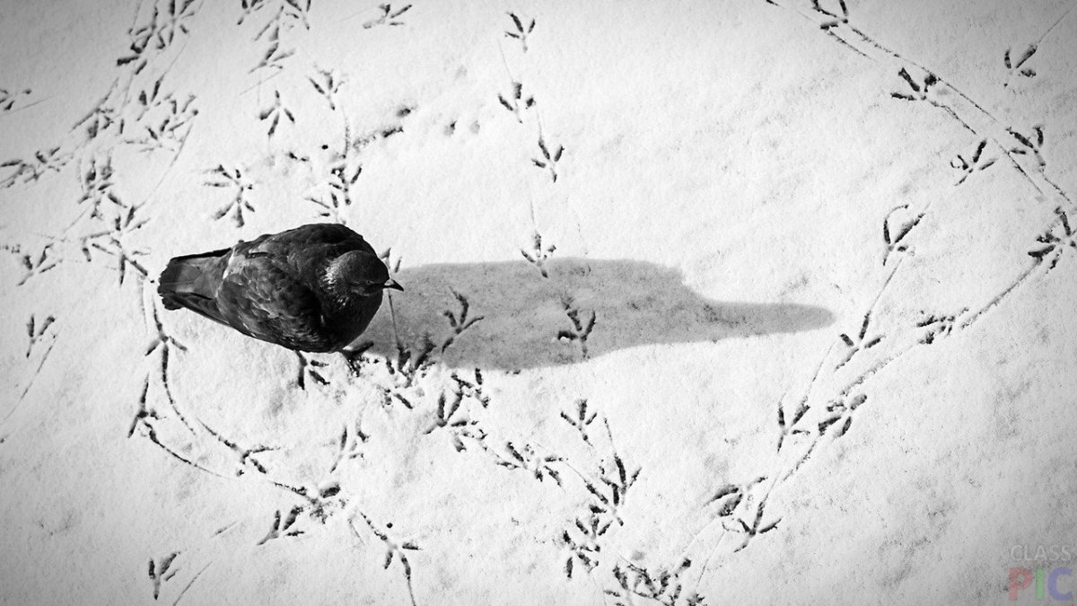 Следы птиц на снегу