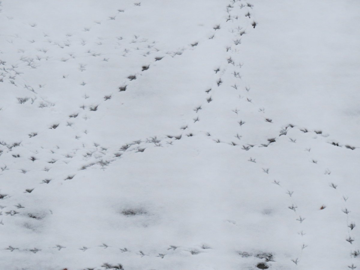 Следы птиц на снегу