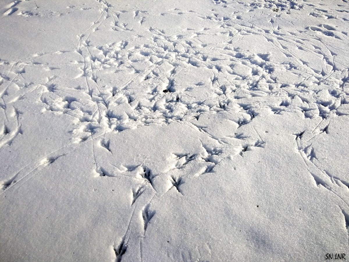 Следы ежика на снегу