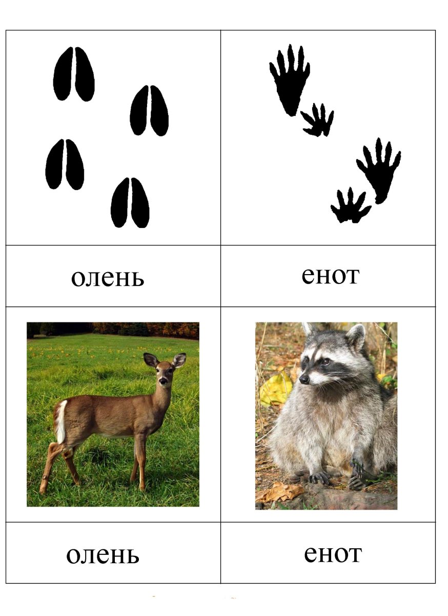Следы животных для детей