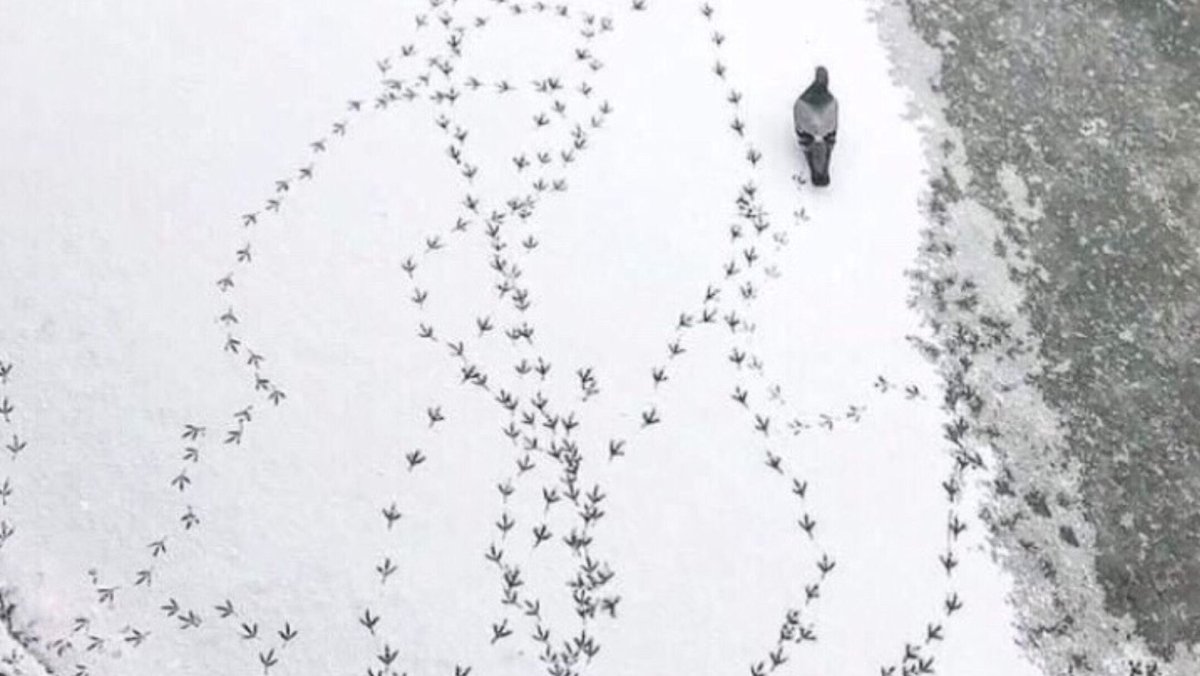 Следы голубя на снегу