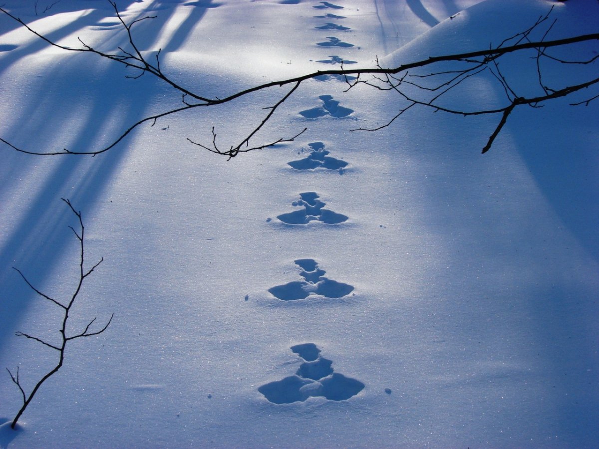 Следы животных на снегу в лесу