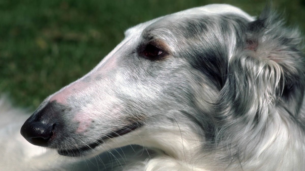 Афганская псовая борзая