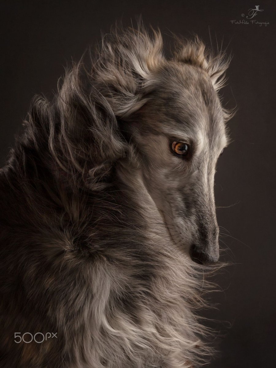 Псовая борзая