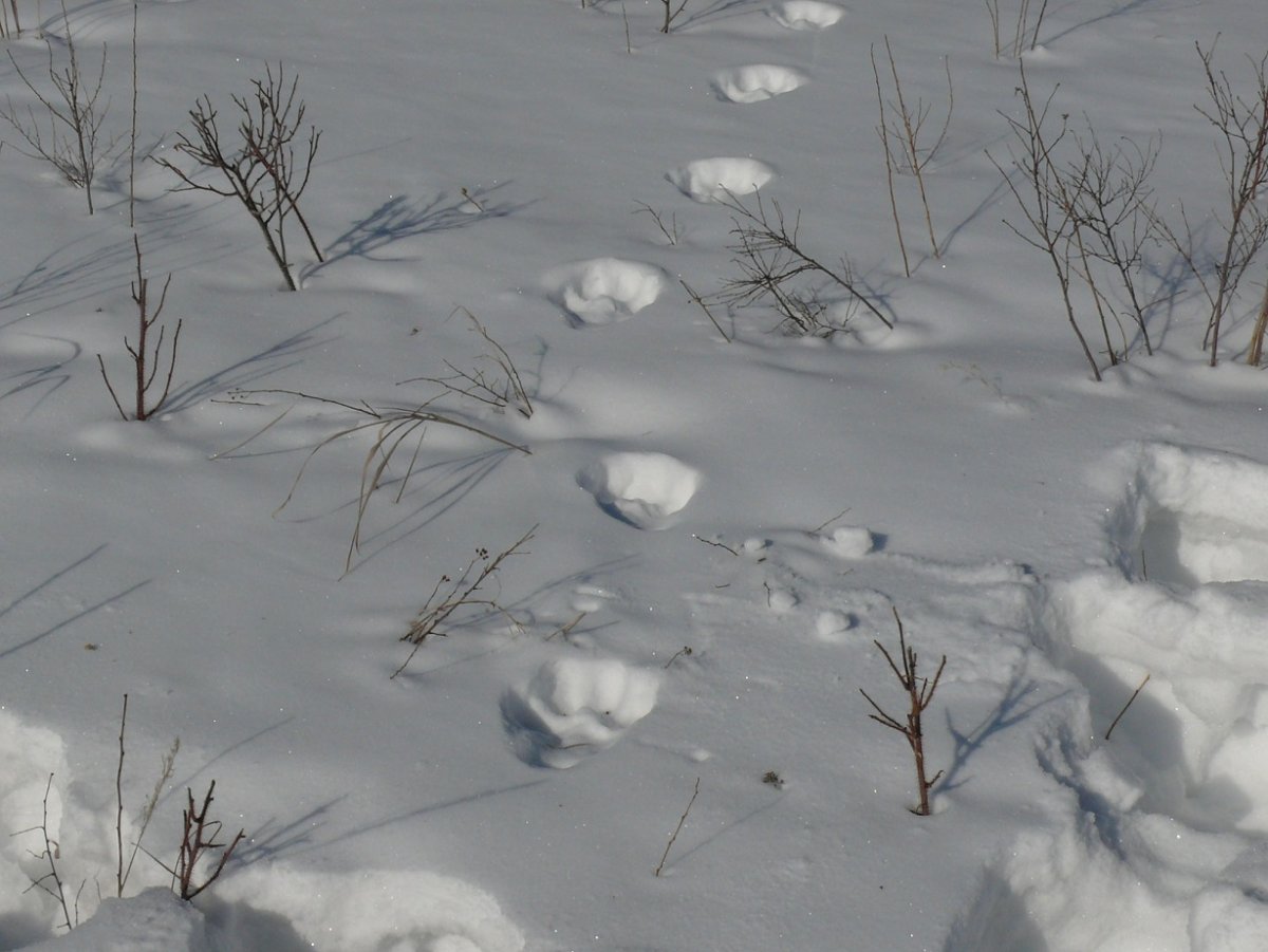 Следы животных Сибири на снегу