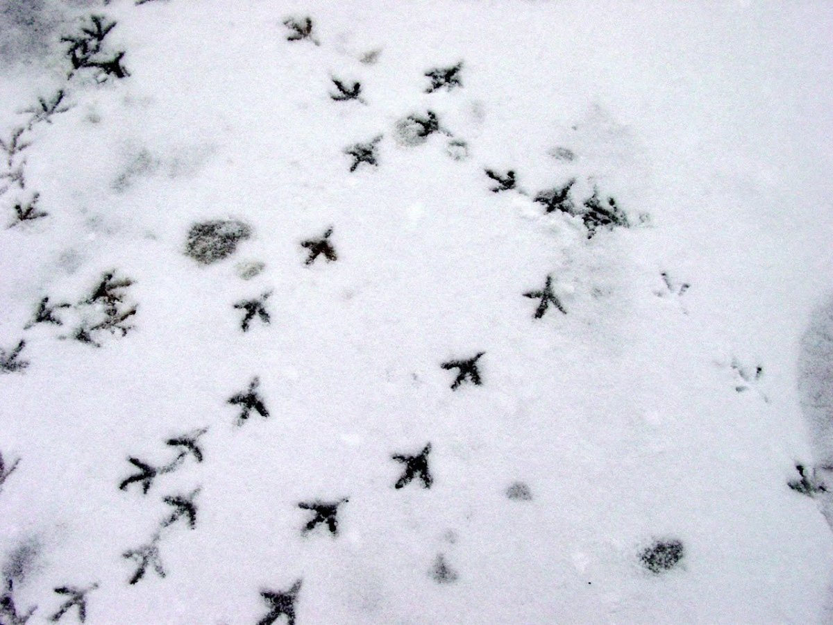 Следы птичек на снегу