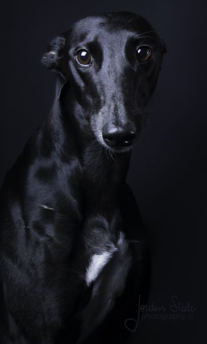 Левретка черная